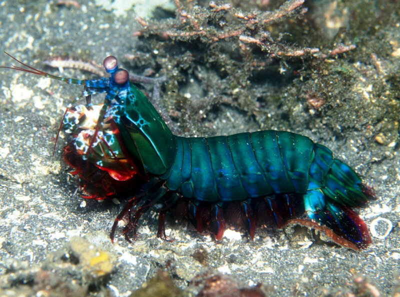 Colorful mantis shrimp