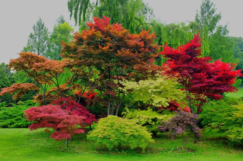Colorful Maple Trees