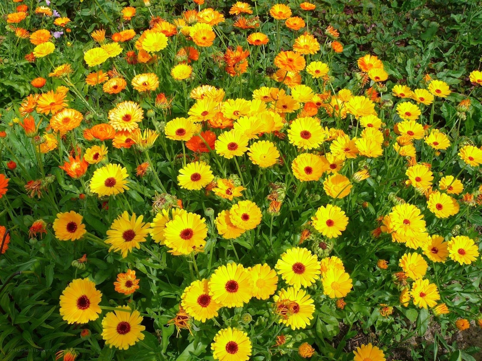 Colorful marigold flower field