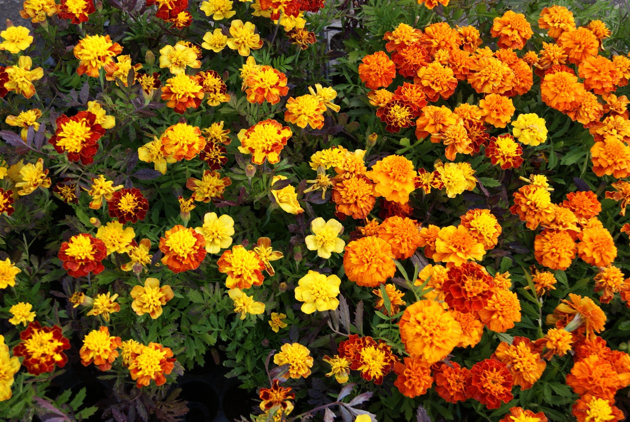 Colorful marigold flowers