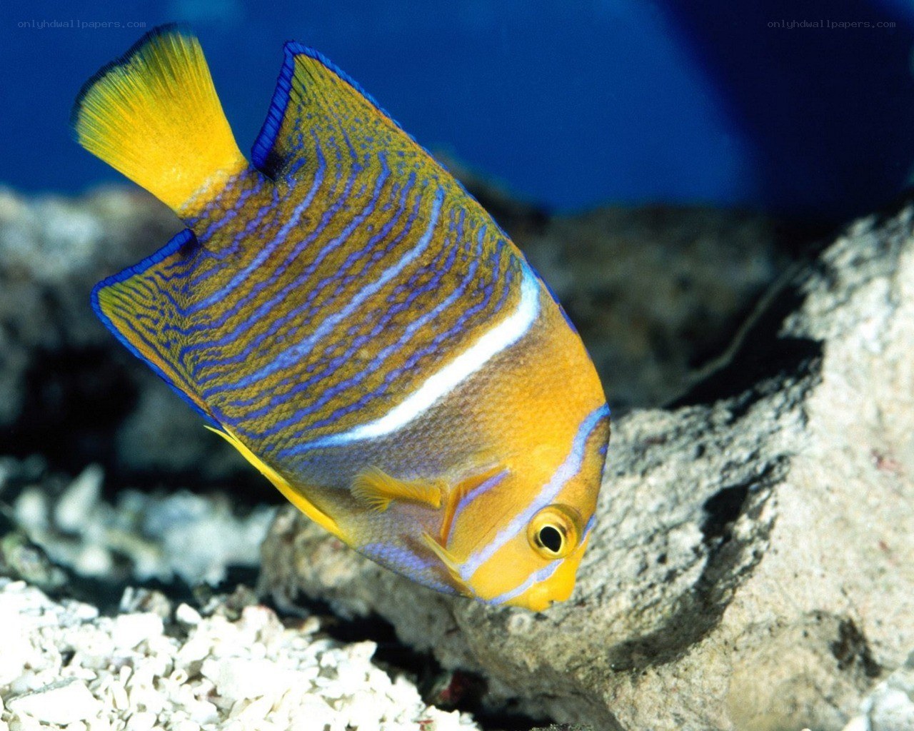 colorful marine fish