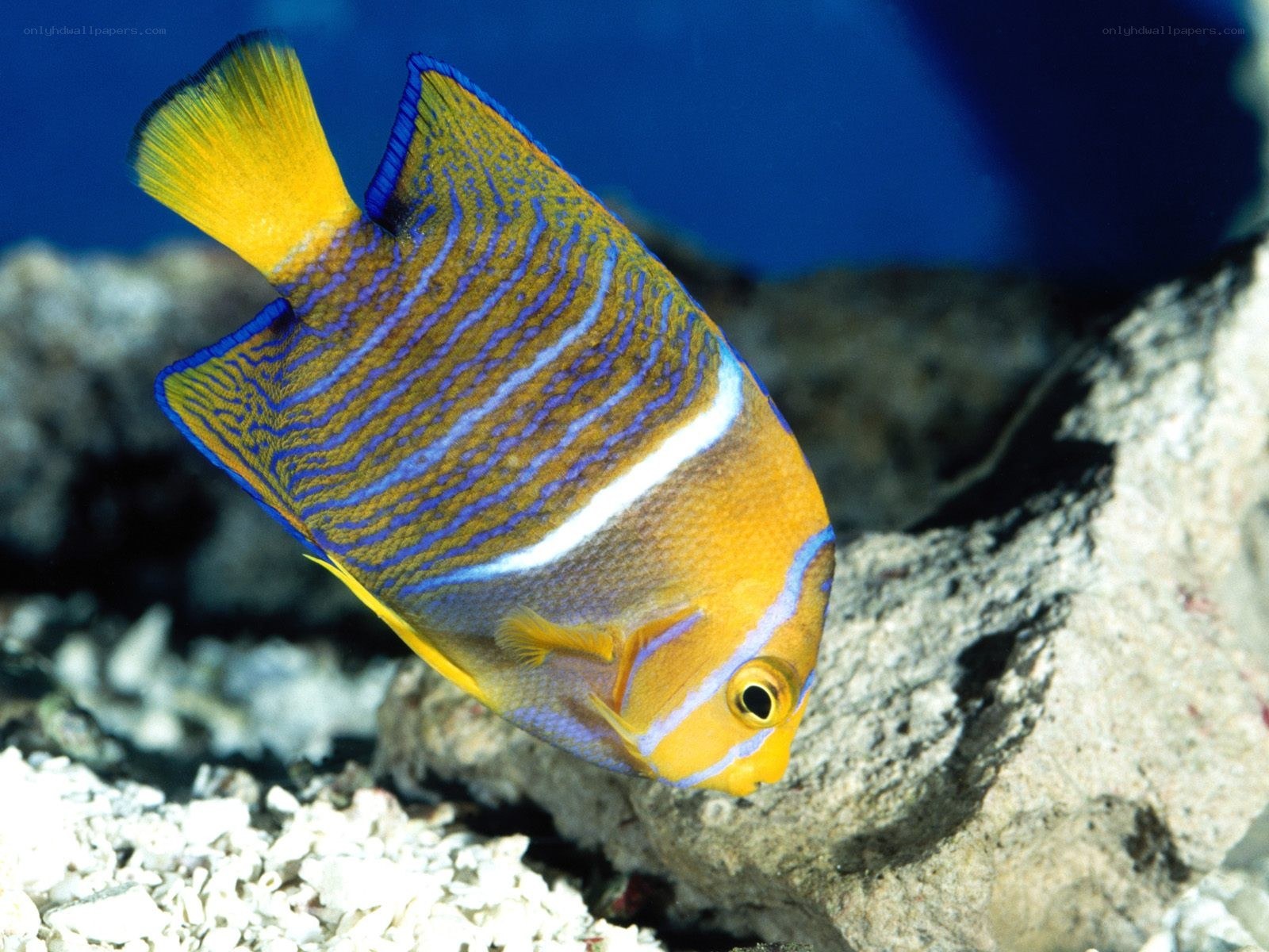 Colorful marine fish