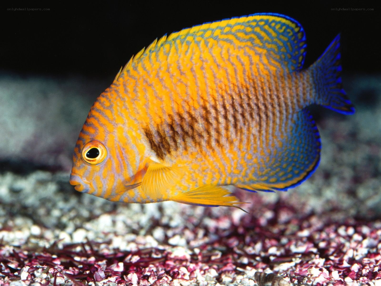 Colorful marine fish