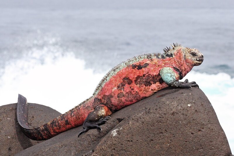 Colorful marine iguana on rock