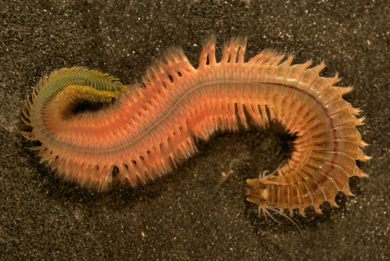 Colorful marine worm on sand