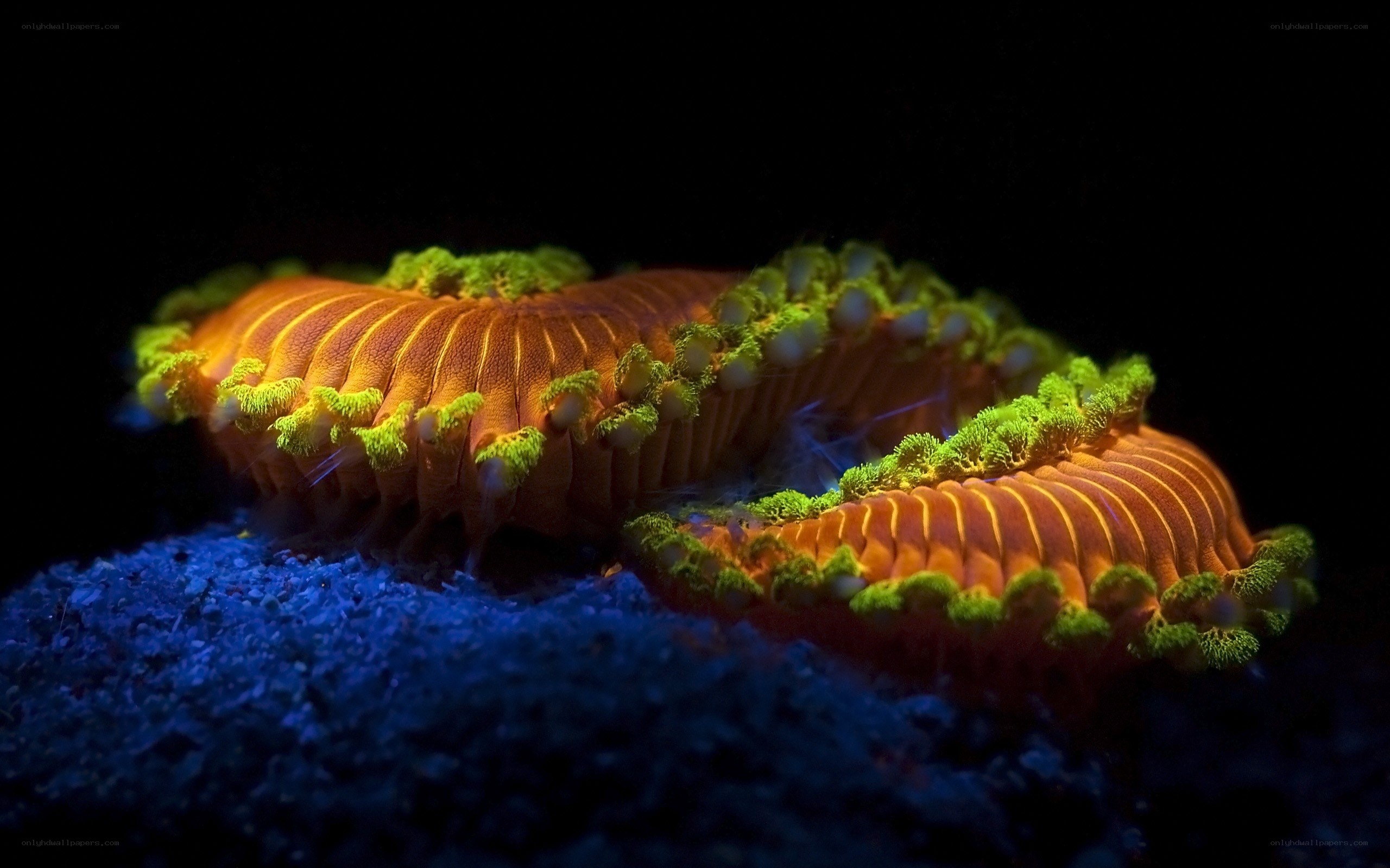 Colorful marine worms on sand