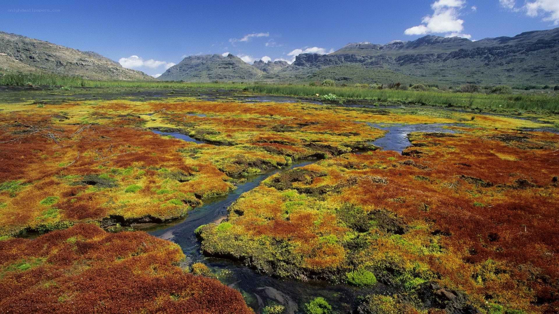 Colorful marshland with mountain backdrop