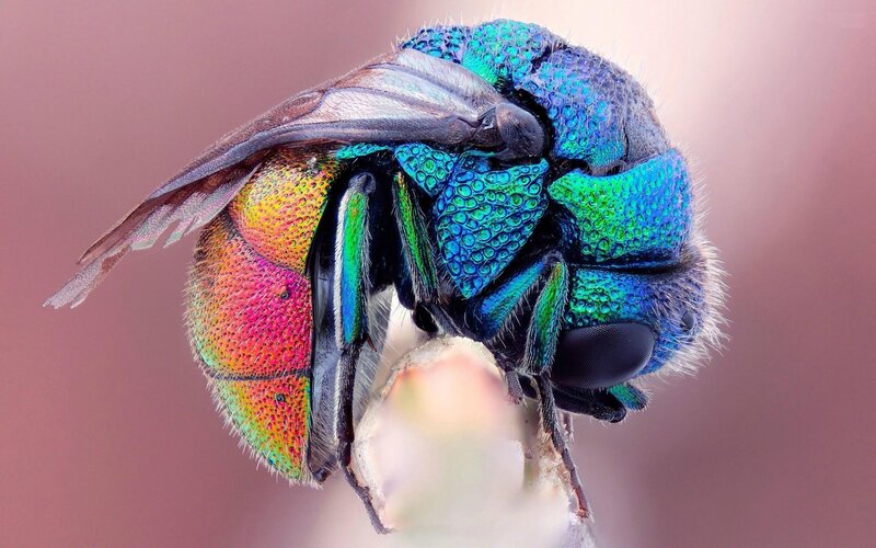 Colorful Metallic Beetle — Blue, Detailed, Photograph