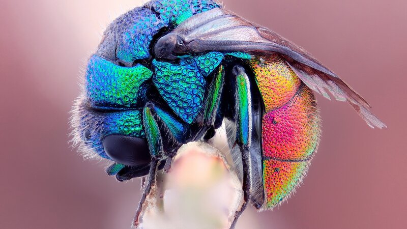 Colorful Metallic Beetle — Blue, Detailed