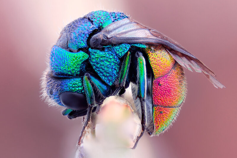 Colorful Metallic Beetle — Blue