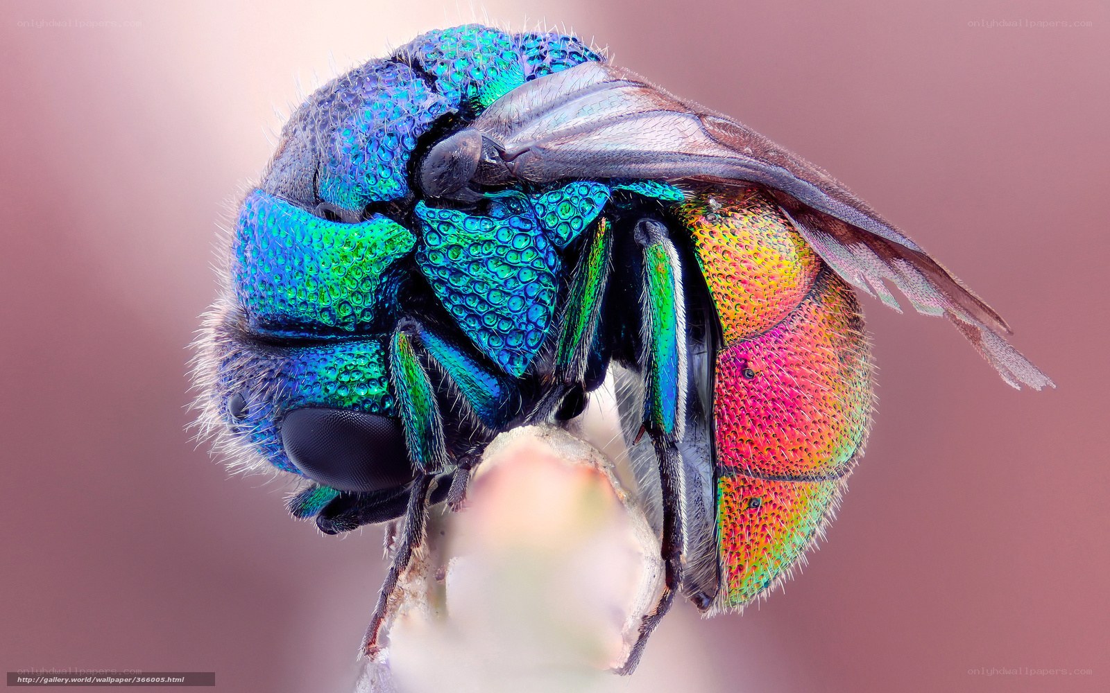 colorful metallic beetle close-up