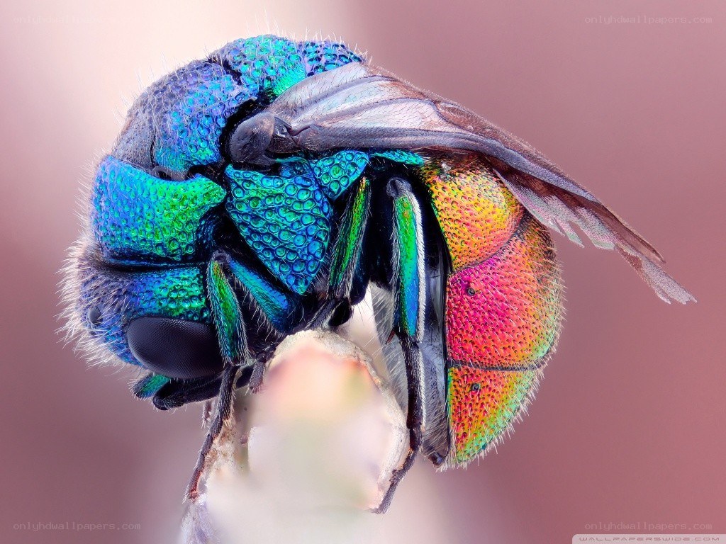 colorful metallic beetle