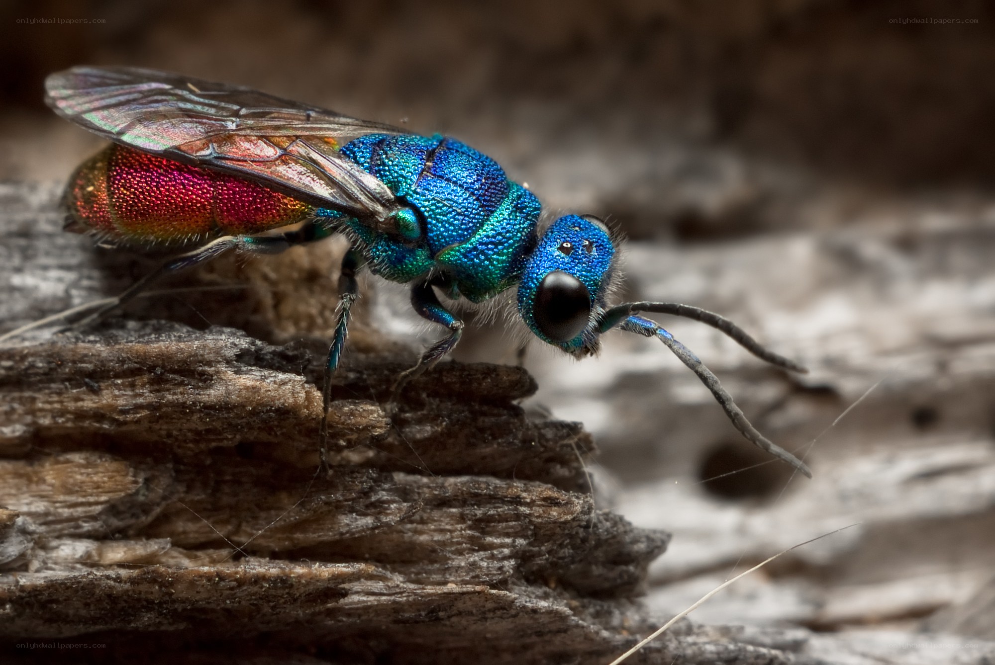 colorful metallic wasp