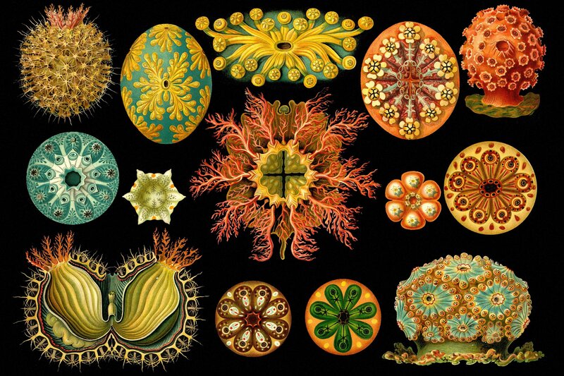 Colorful microscopic organisms