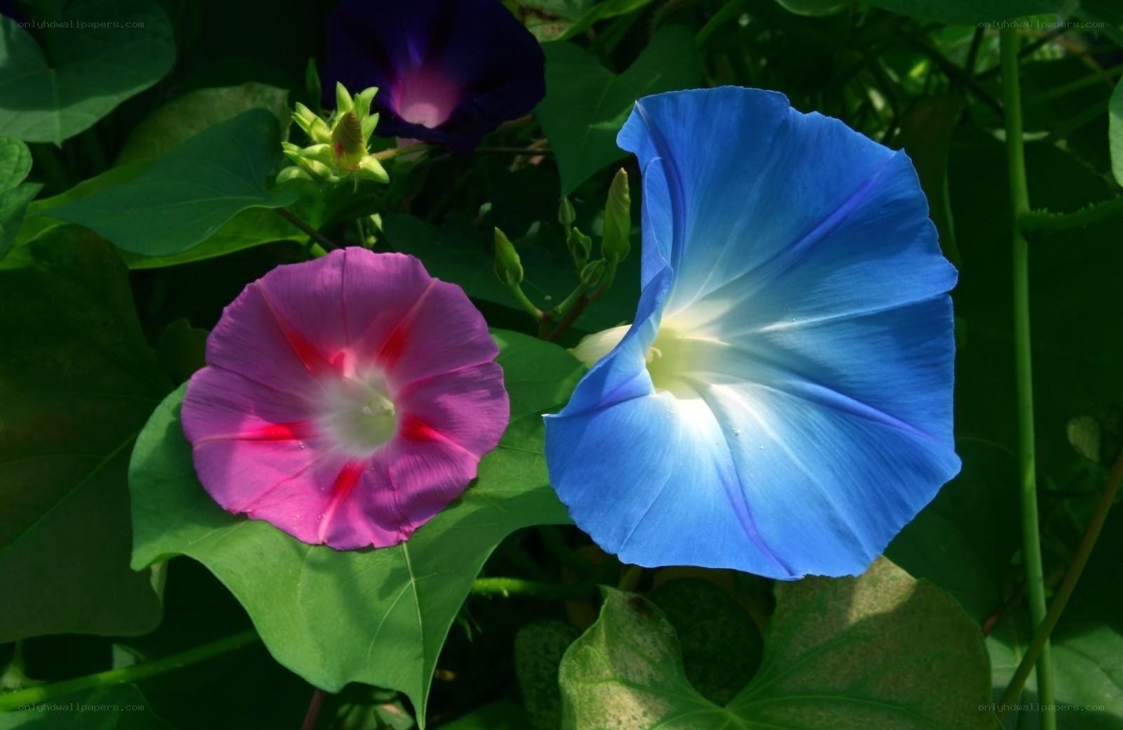 Colorful morning glory flowers
