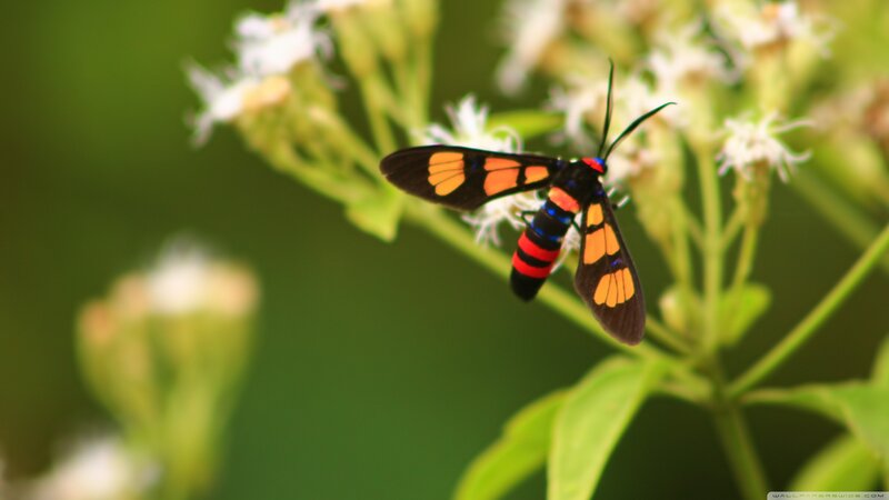 Colorful Moth on Flower — Green