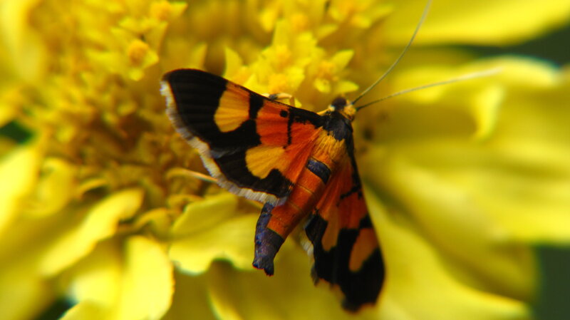 Colorful Moth on Flower