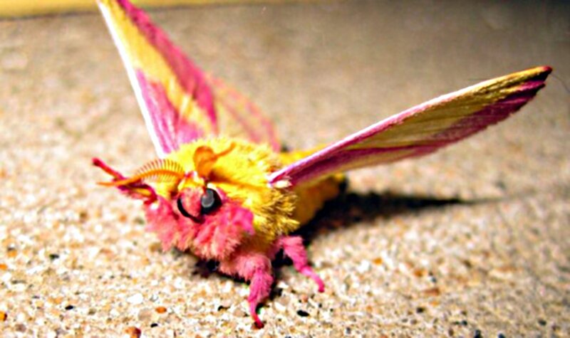 Colorful Moth on Ground