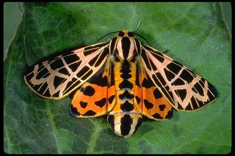 Colorful Moth on Leaf