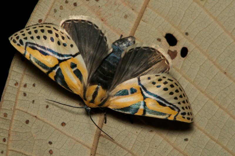 Colorful Moth on Leaf — Yellow