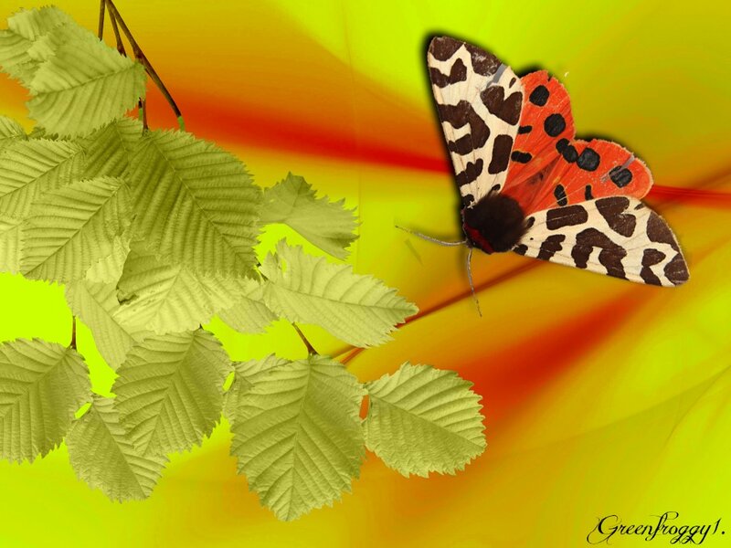 Colorful Moth on Leaves