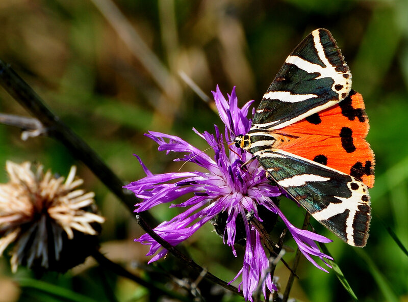 Colorful Moth on Purple Flower — Natural