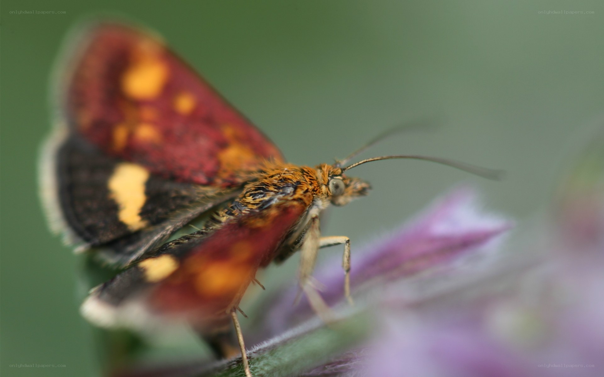 colorful moth on purple flower