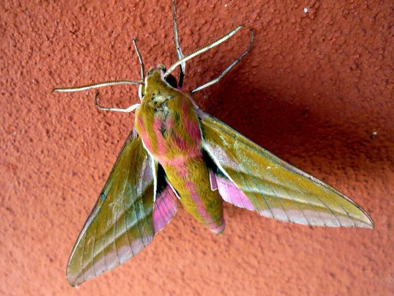 Colorful Moth on Wall