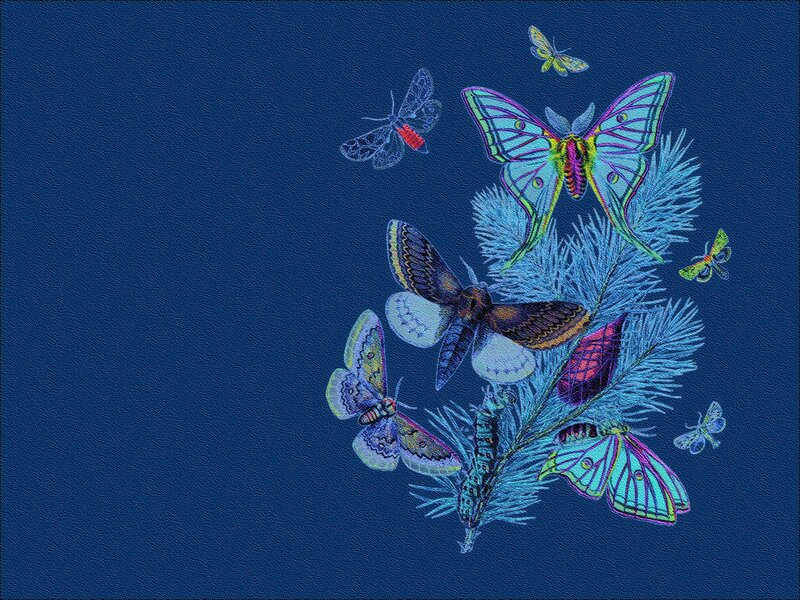 Colorful Moths on Branch