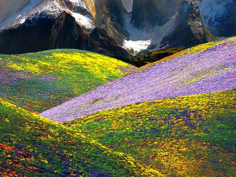Colorful mountain flower fields