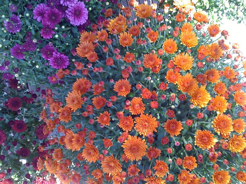 Colorful mums in a garden