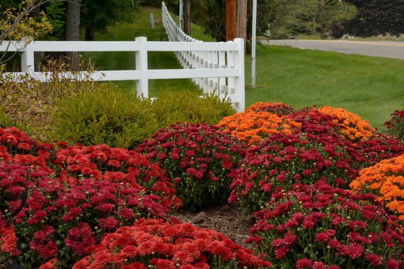 Colorful Mums in Garden