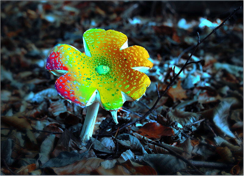 Colorful Mushroom in Forest