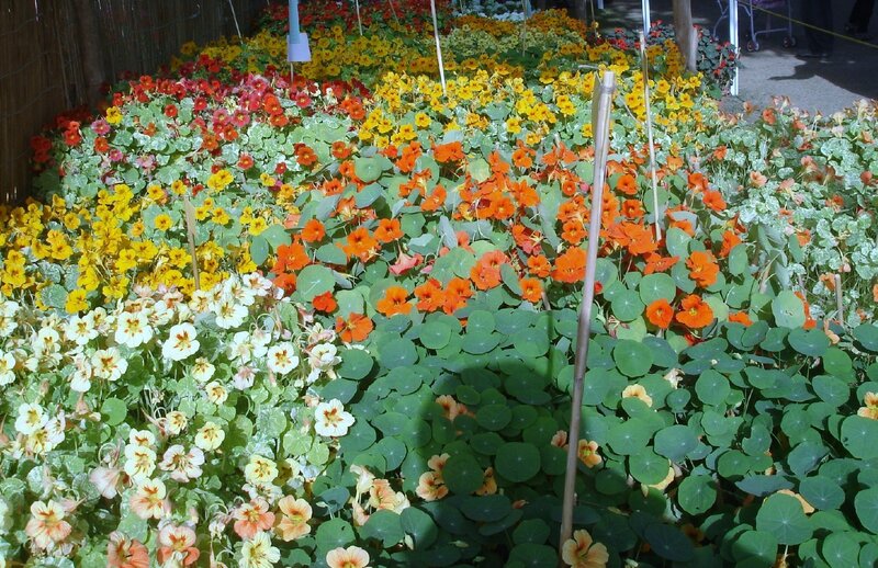 Colorful nasturtium flower bed