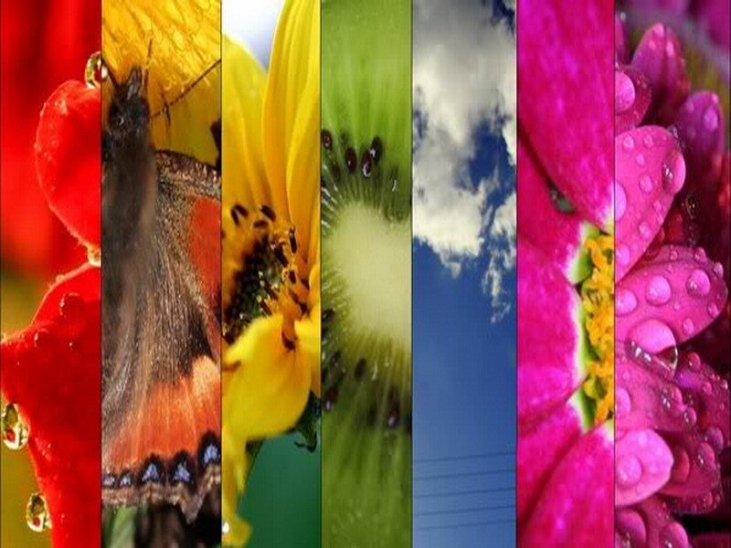 colorful nature collage