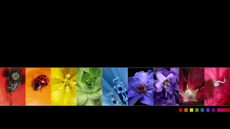 colorful nature collage
