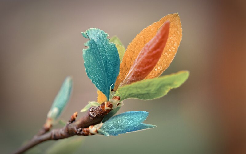 Colorful new leaves on a branch