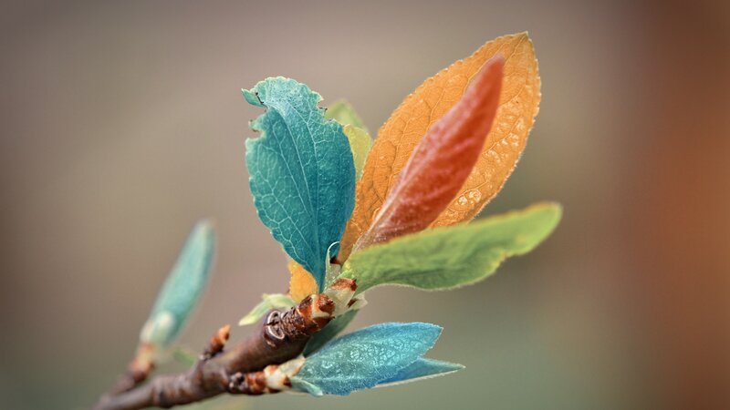 colorful new leaves on a branch