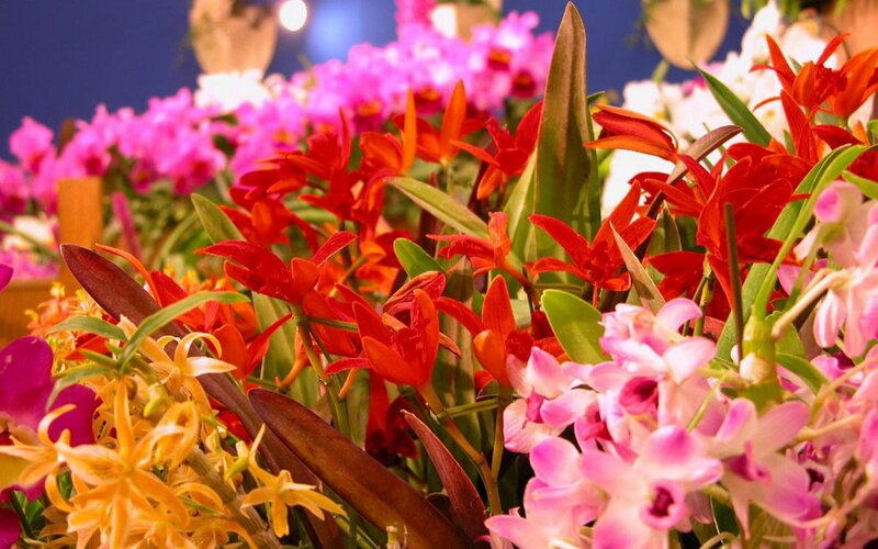 Colorful Orchid Arrangement — Red