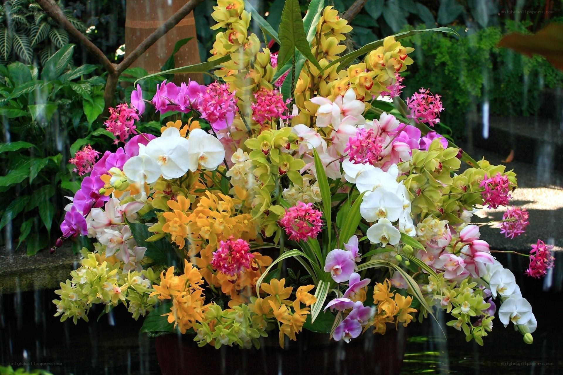 Colorful orchid arrangement