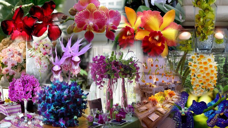 Colorful Orchid Arrangements