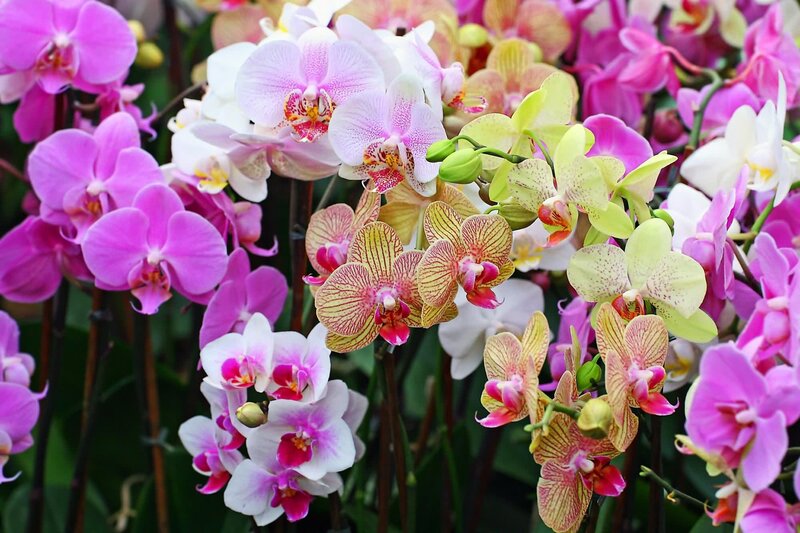 Colorful orchid blooms