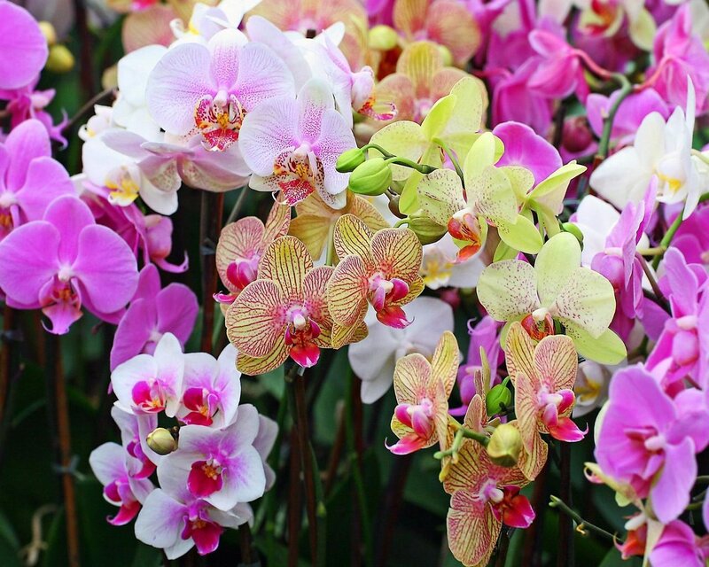 Colorful orchid blooms