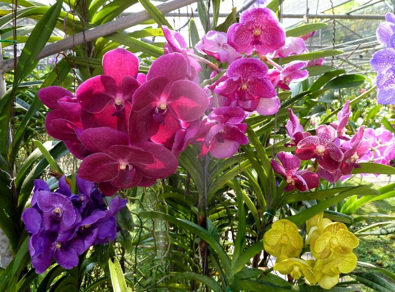 Colorful orchid blooms in a greenhouse