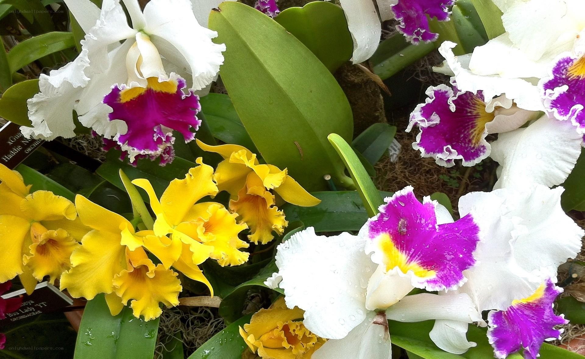 Colorful orchid blooms