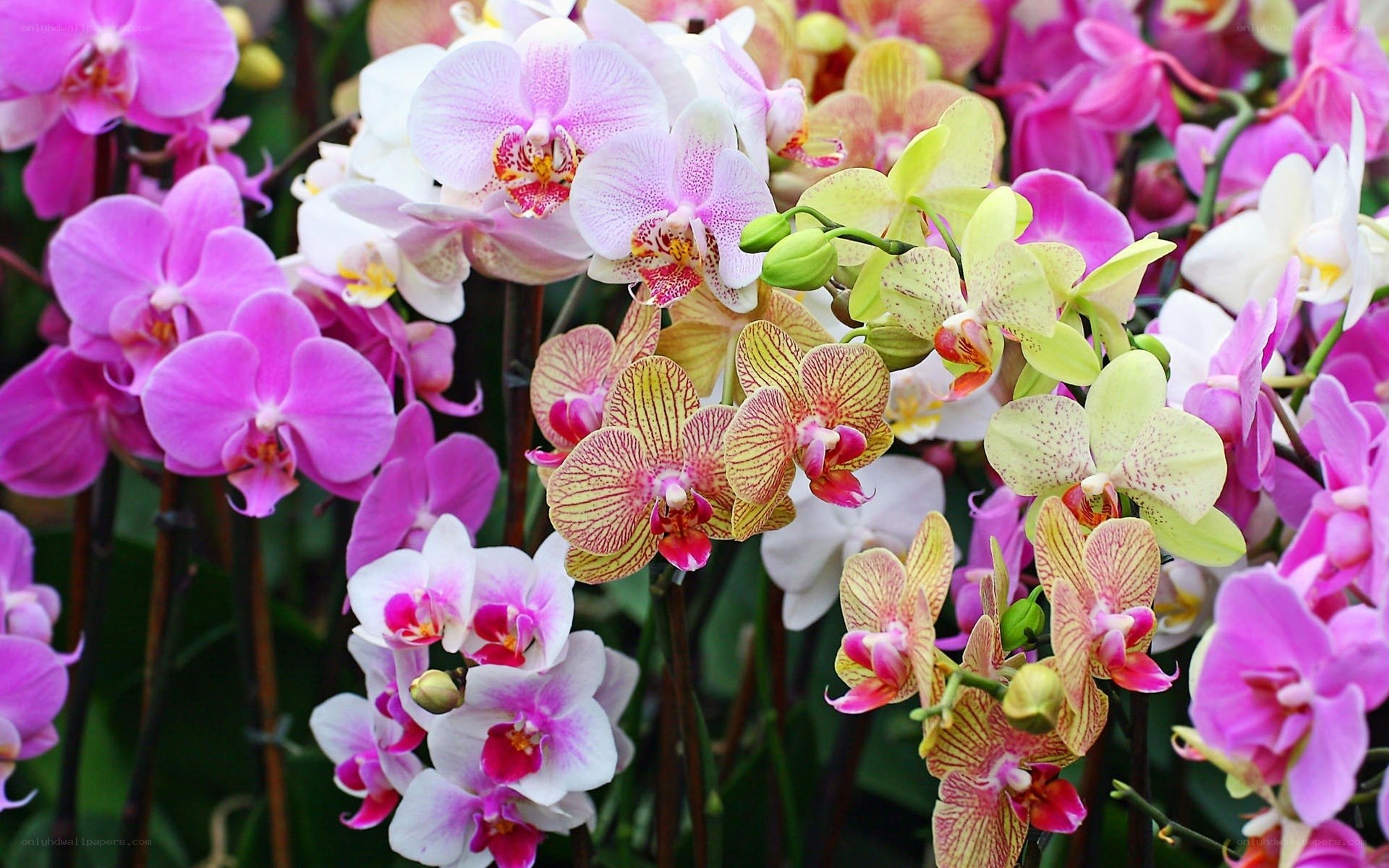 Colorful orchid bouquet