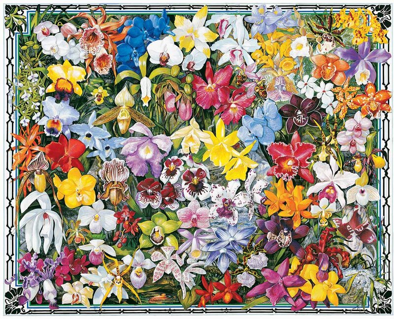 Colorful Orchid Collection