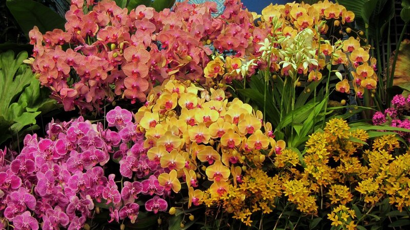 Colorful Orchid Display — Pink