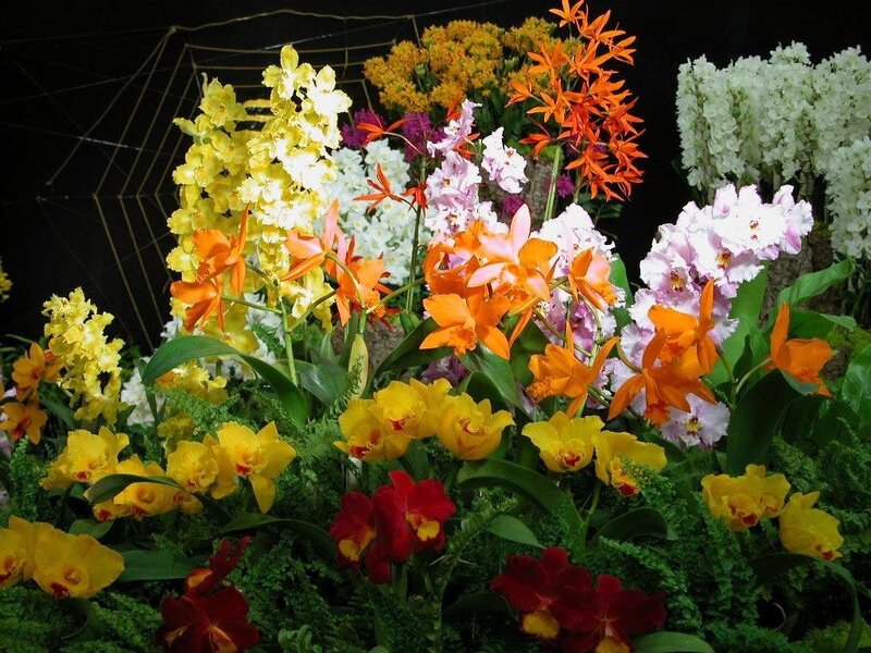 Colorful orchid display