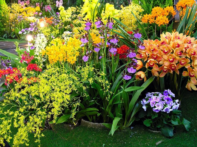 Colorful Orchid Display — Yellow